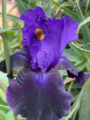 Iris fiore del Vesak